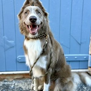 427DC035-FA69-4214-9A56-ECC902646CC7