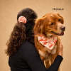 BANDANAS POUR CHIEN